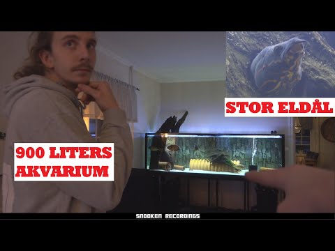 Video: Hur Man Får Fisk In I Ett Nytt Akvarium