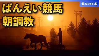 馬の吐息、朝日に照らされ幻想的　ばんえい競馬の朝調教