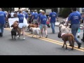 Tail Wagging Doggie Parade Tail Wagging Doggie Parade