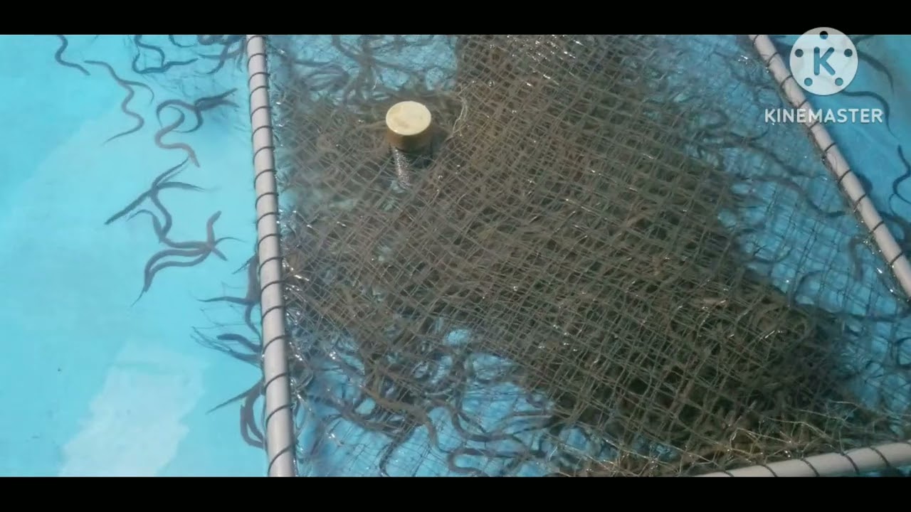 Lươn phân cở một lần cho đến khi bán