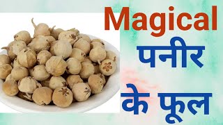 मोटापे और शुगर के लिए पनीर के फूल / डोडा का जादुई पानी , Magical Drink of paneer doda for diabetes