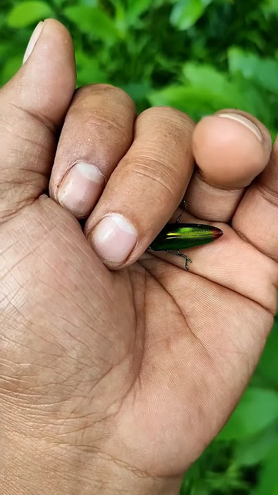 It is the Smaller shiny jewel beetle part xi p975:755 t543:744 j976:654 q456 y6532:077t189