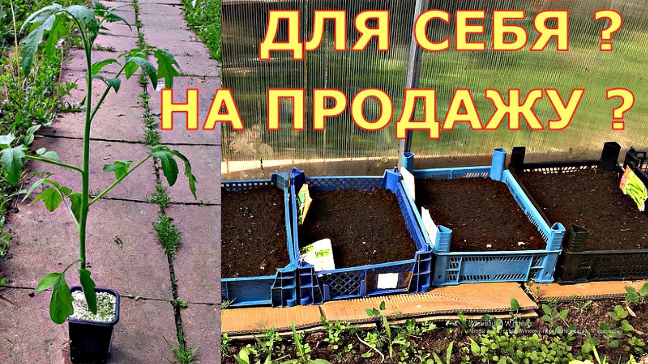 ОПЫТ продавцов рассады с ПОЛЬЗОЙ для себя - YouTube