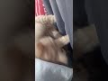 Cat massaging my curtain