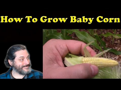 How To Grow and Harvest Baby Corn - Review of Burpee Baby Corn Seeds