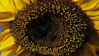 Sunflower time lapse