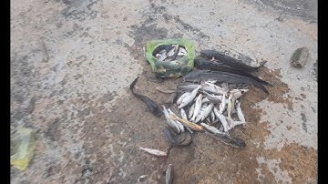 Câu cá trên trụ cầu cao tốc/ Bão cá trên trụ 2 / TV cá heo