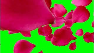 Flying flower petals, Free Green screen video, chromakey, green background