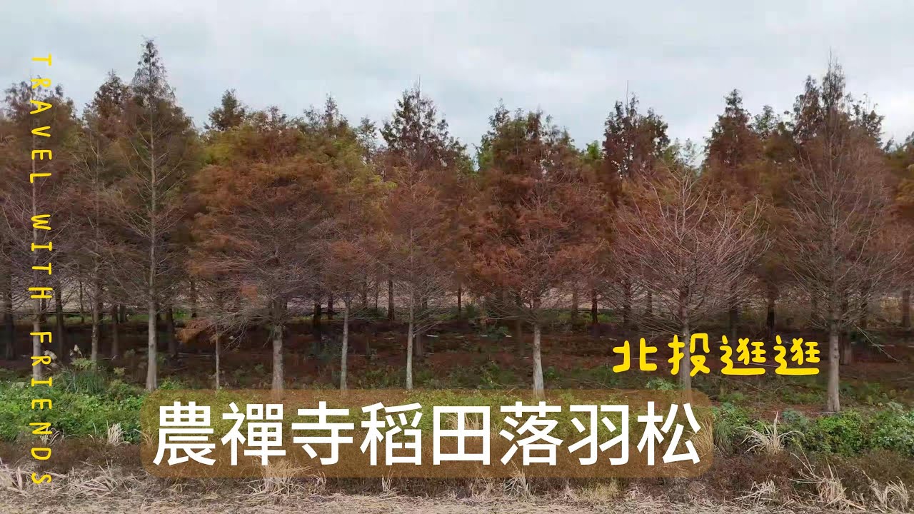 包場北投農禪寺稻田落羽松