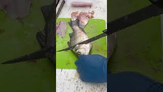 Filleting bass fast and easy #whitebassfishing #whitebass #spawn #nature #bassfishing #sandbass