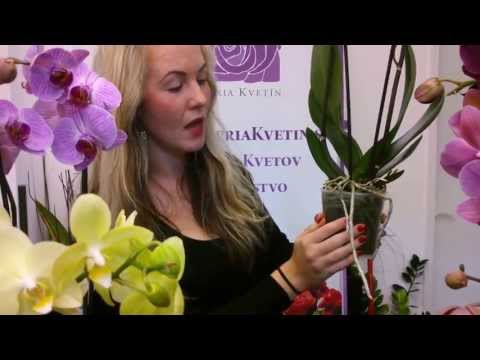 Ako sa starať o orchideu ( Phalaenopsis ) - Donáška kvetov - Galéria Kvetín