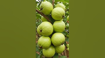 Grow Huge Guava Tree from Cuttings | Easy & Proven Method!