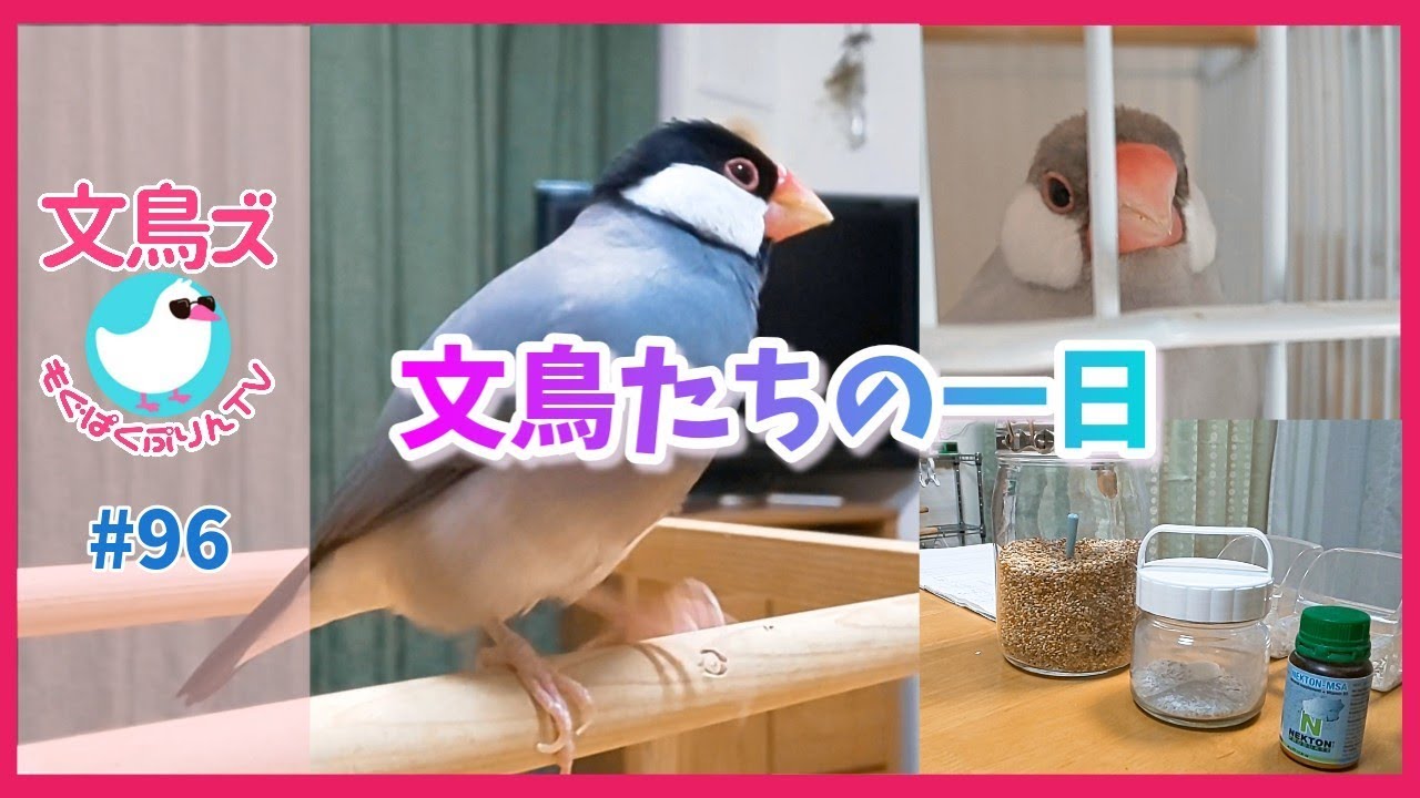 文鳥たちのルーティン～文鳥はどんな風に一日を過ごしてるの？ - YouTube