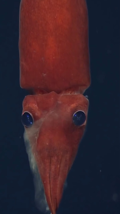 The Colossal Squid: The Real Monster of the Deep Ocean 🦑🌊