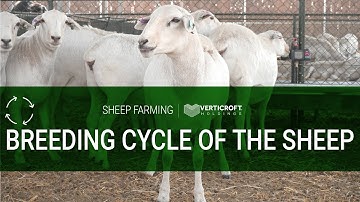 Breeding Cycle of The Sheep | Sheep Farming | Verticroft Holdings | Ryan Singlehurst