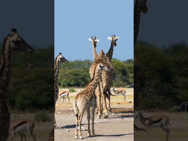 #shorts cute animal giraffe class=