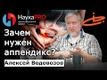 Зачем нужен аппендикс? – Алексей Водовозов | Лекции по медицине | Научпоп