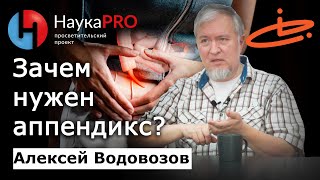 Зачем нужен аппендикс? - Алексей Водовозов | Лекции по медицине | Научпоп