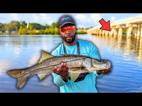 Snook Fishing Under
