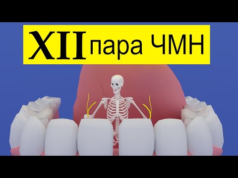 Подъязычный нерв | Путь от мозга (схематично) | Medanatfarm