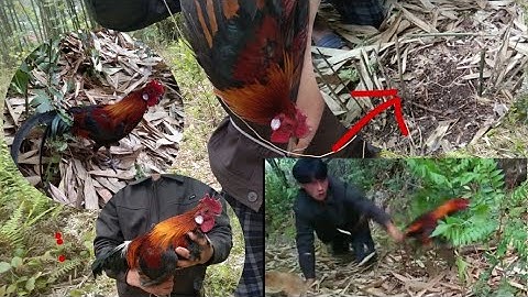 ดักไก่ป่าได้ดี cuab qai qu mag zoo hee