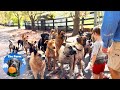 Gate training for this big pack of dogs  farm family life  happy dogs  the farm for dogs