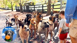 Gate Training for this BIG Pack of Dogs | Farm Family Life | Happy Dog Videos | The Farm for Dogs
