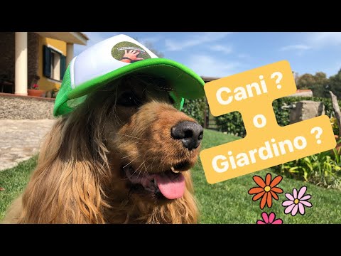 Video: L'urina del cane danneggia l'erba?