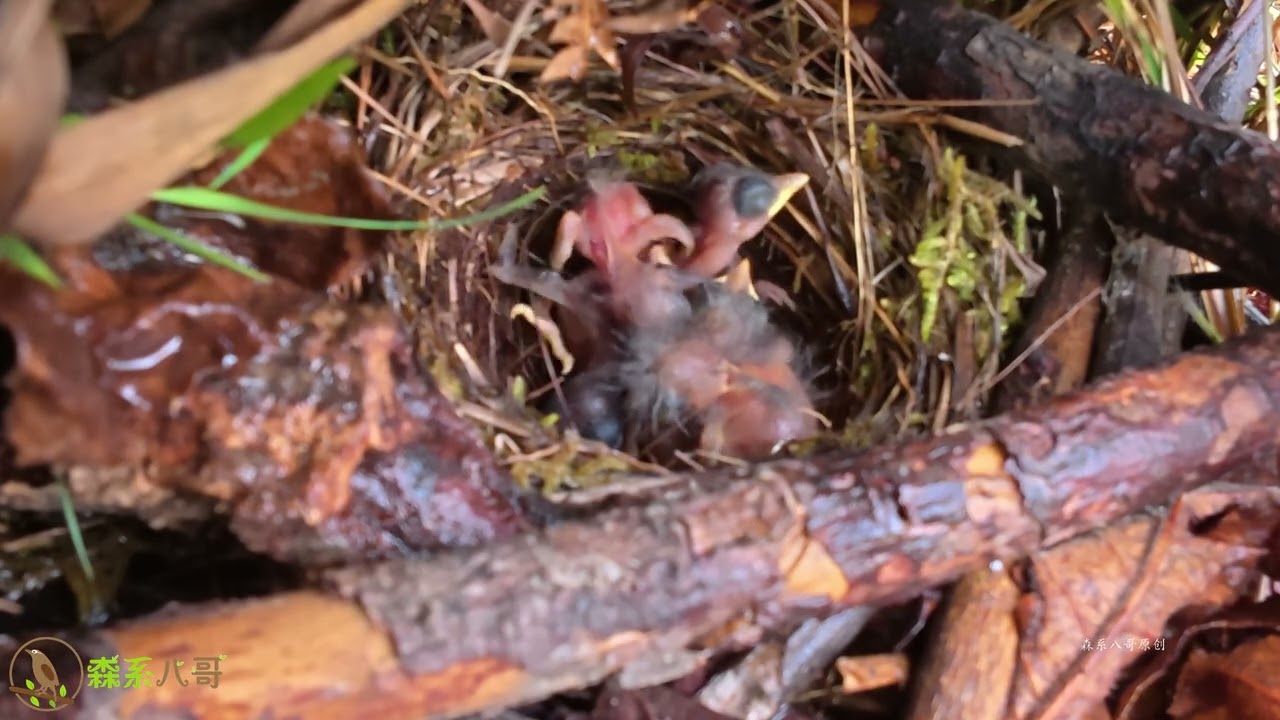 During a thunderstorm, the cuckoo pushes the chick round and round雷雨天，杜鹃鸟推着小鸟转圈圈，窝外杜鹃大叫