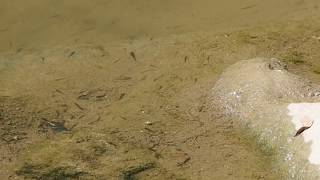 1060713平溪基隆河上游眼鏡洞瀑布下方石賓與溪哥幼魚