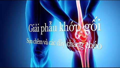 Giải phẫu Chi dưới: Sụn chêm và các Dây chằng chéo khớp gối