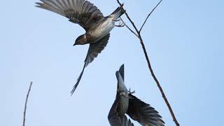 Purple Martins Flying in Slo Mo