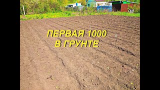 ПЕРВАЯ 1000 В ГРУНТЕ