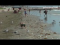 Fish kill litters beach — The Daily News