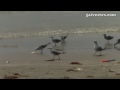 Fish kill litters beach — The Daily News