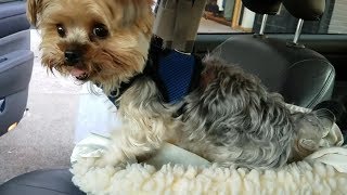 Paxton Teacup Yorkie Loves Getting Into His Car Seat