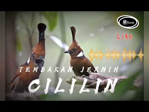 Cililin dan Cungkok + Gemercik air || Masteringbird #masteranburung