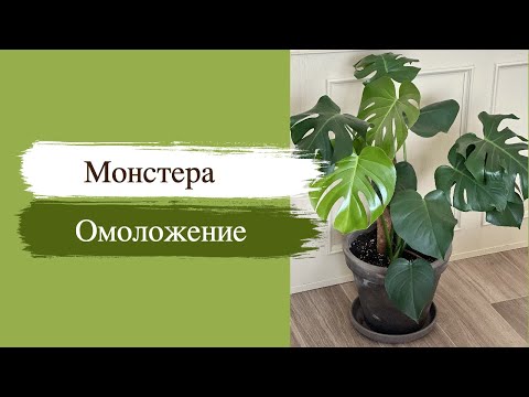 №59. Монстера. Как привести ее в порядок? Обрезка большой Монстеры делициоза (деликатесной)