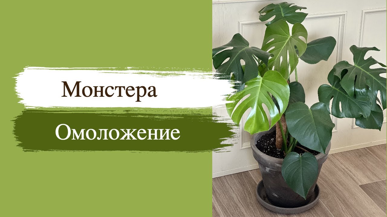 №59. Монстера. Как привести ее в порядок? Обрезка большой Монстеры делициоза (деликатесной)