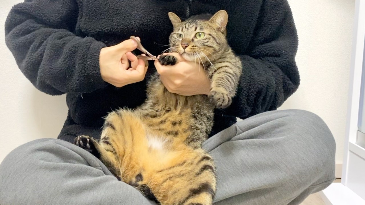 猫の爪切りがマジで大変すぎた...