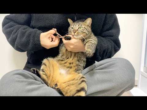 猫の爪切りがマジで大変すぎた...