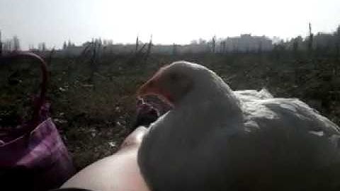 Lucia...un pollo caduto da un camion di Amadori. Video0090