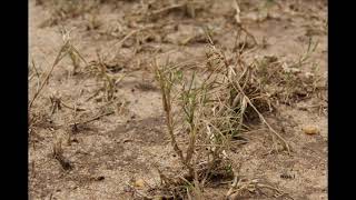 Process of Sprigging