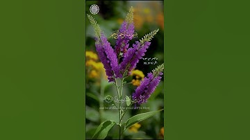 بسم الله الرحمن الرحيم ...تلاوة ما تيسر من سورة الحجرات اية 97_ 99