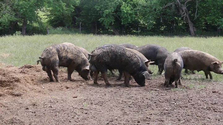 John Tuepker's Happy Healthy Hogs