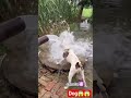 Dangerous dogs barking #dog #sound #animals
