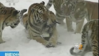 Caught On Camera: Tigers Take Down Drone screenshot 1