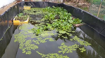 ▶️ Bón Vôi DOLOMITE Khử Phèn Xử Lý Nước Ao Bể Bạt Nuôi Ốc , Nuôi Cá || Một Thoáng Quê Hương