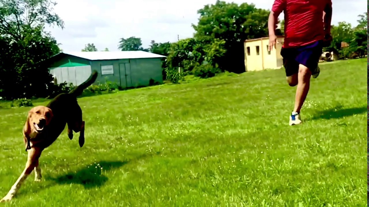 Fun With Pet... - YouTube