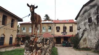 goat in africa on the stone fence in ols city of bagamoyo by TMA WORLD No views 1 month ago 14 seconds